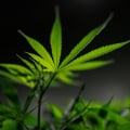 The Latest on International Cannabis News: Updates and Legalization Progress