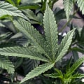 Understanding DEA Regulations on Cannabis