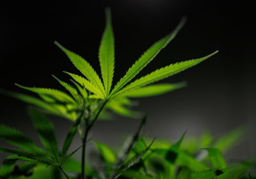 The Latest on International Cannabis News: Updates and Legalization Progress