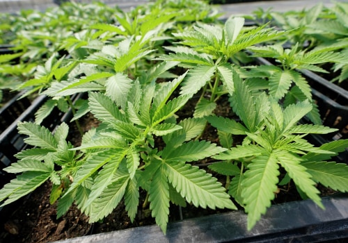Updates on States Legalizing Cannabis